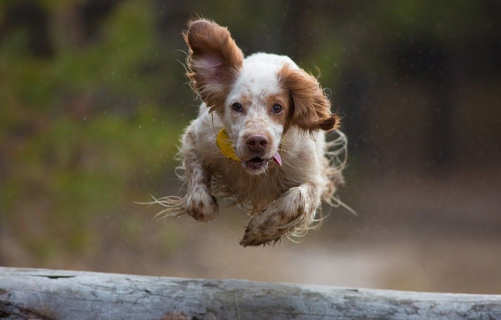 Разбег, толчок....