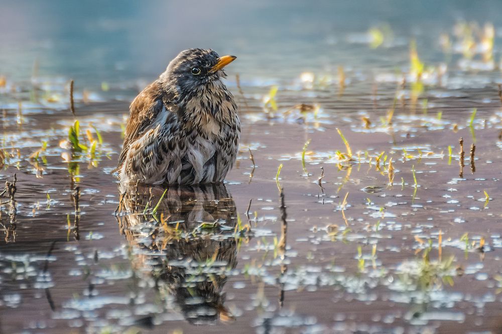 Photograph by Марина Ческис
