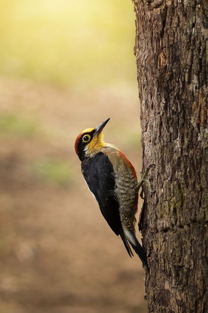 Photograph by Regiane Haverroth Scholze