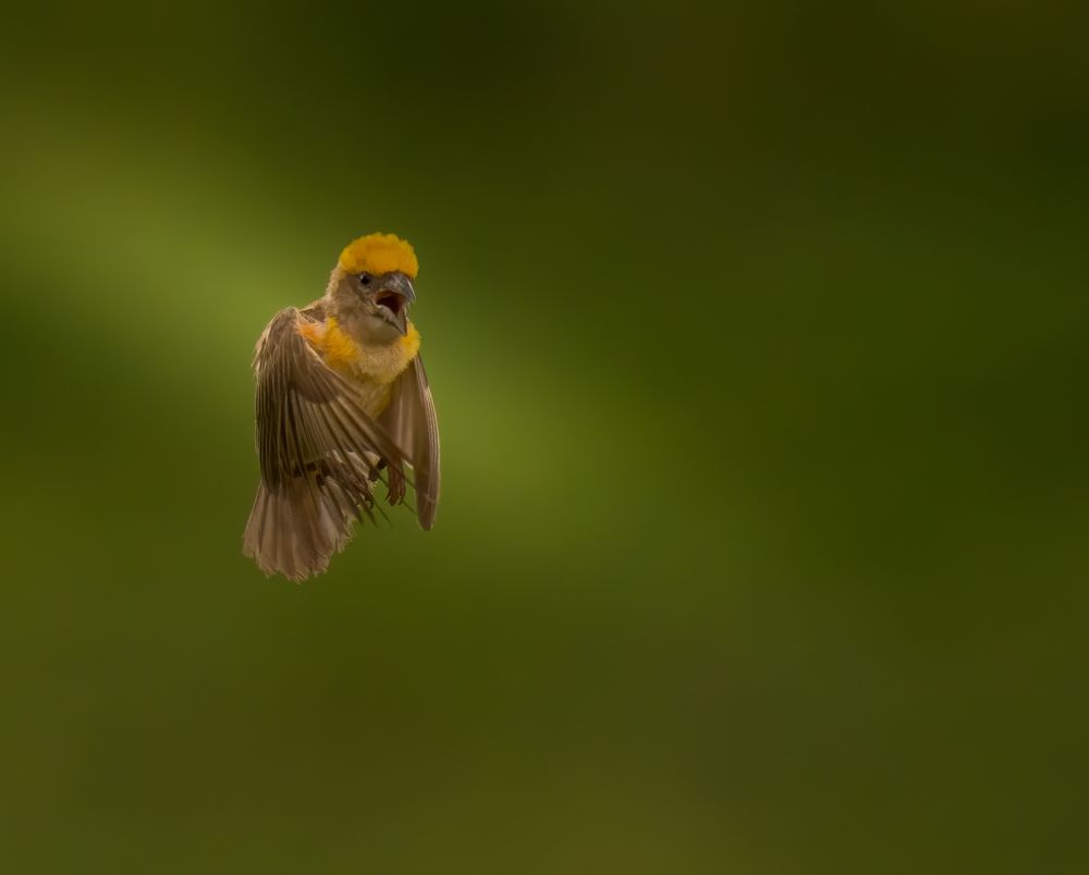 Photograph by SOUMYA CHAKRABORTY