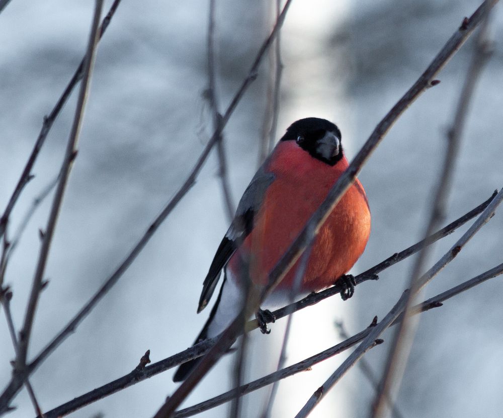 Photograph by Ivan Majors