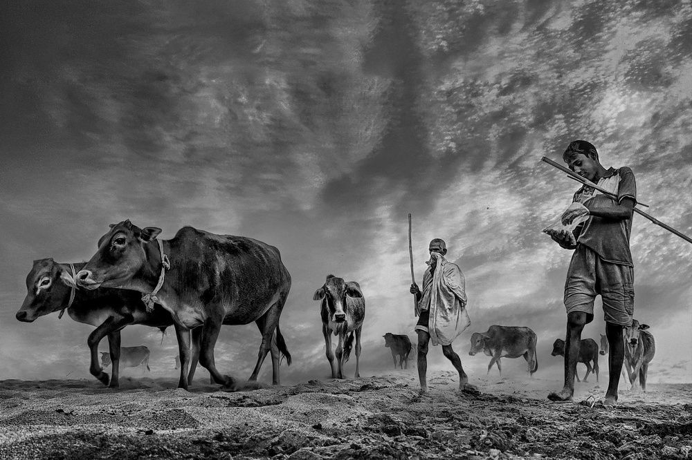 Home Is Where The Herd Is