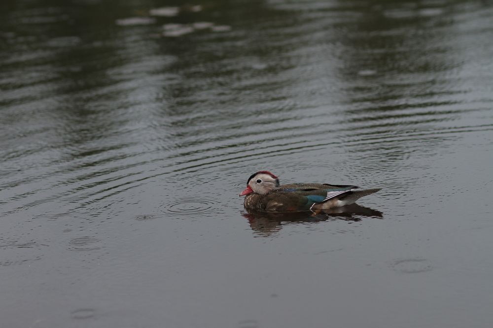Photograph by Алексей Маевский