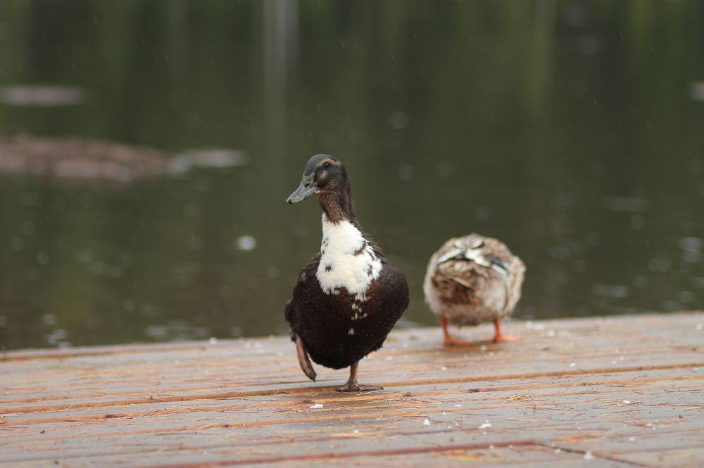 Photograph by Алексей Маевский