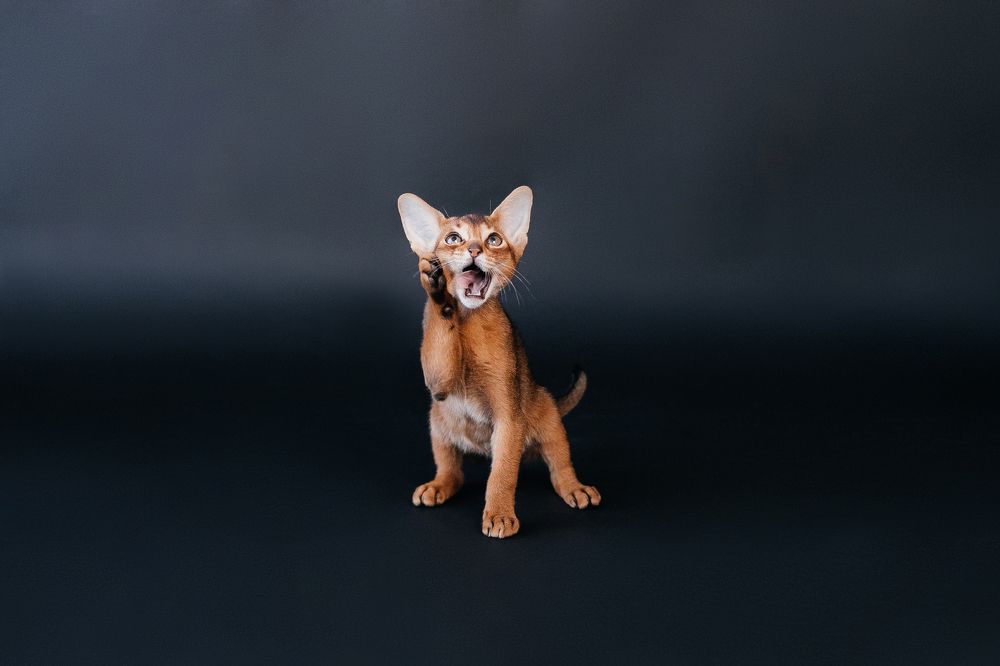 Photograph by Ирина Гриб