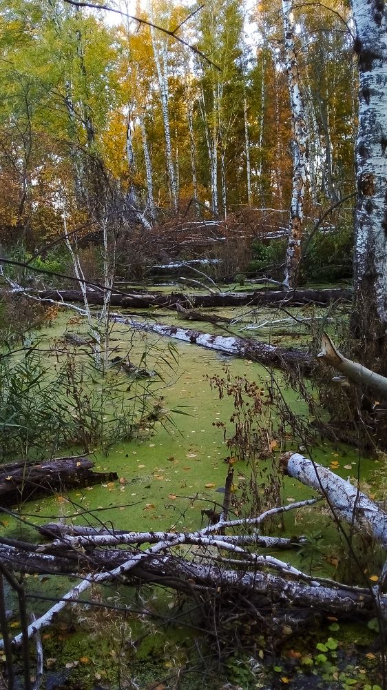 Фотография автора Светлана Бобошина