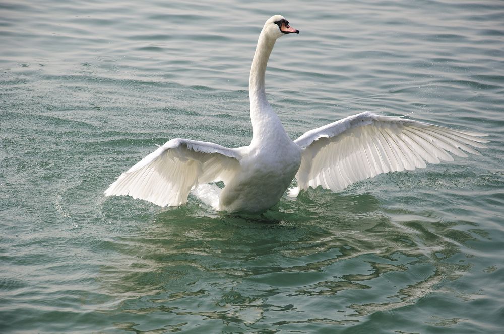 Photograph by Svetlana Khromova