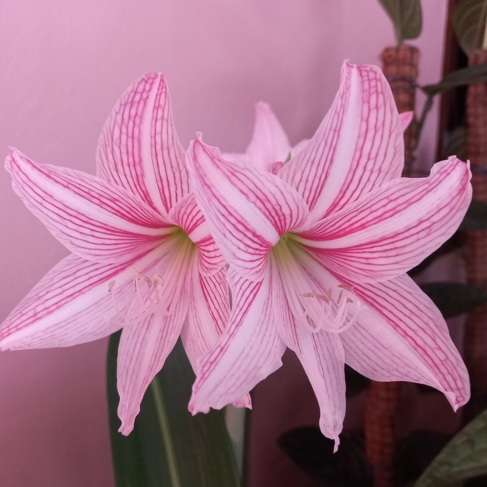 Amarilis flower