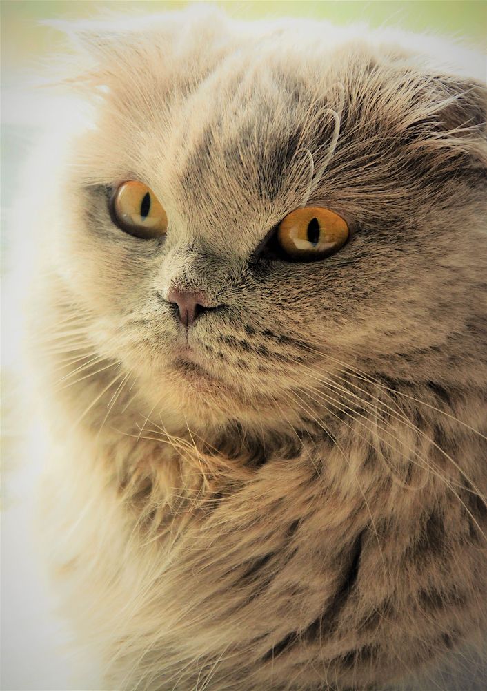 Scottish Fold