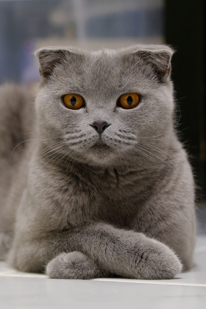 Фотография автора Александр Высоцкий