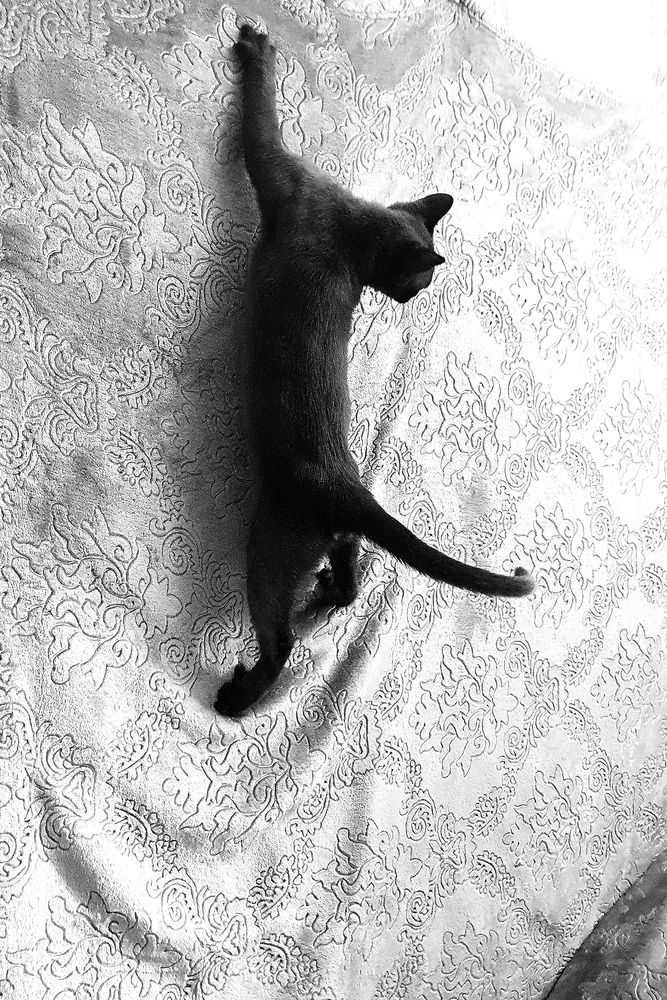 Фотография автора Надежда Лисицына