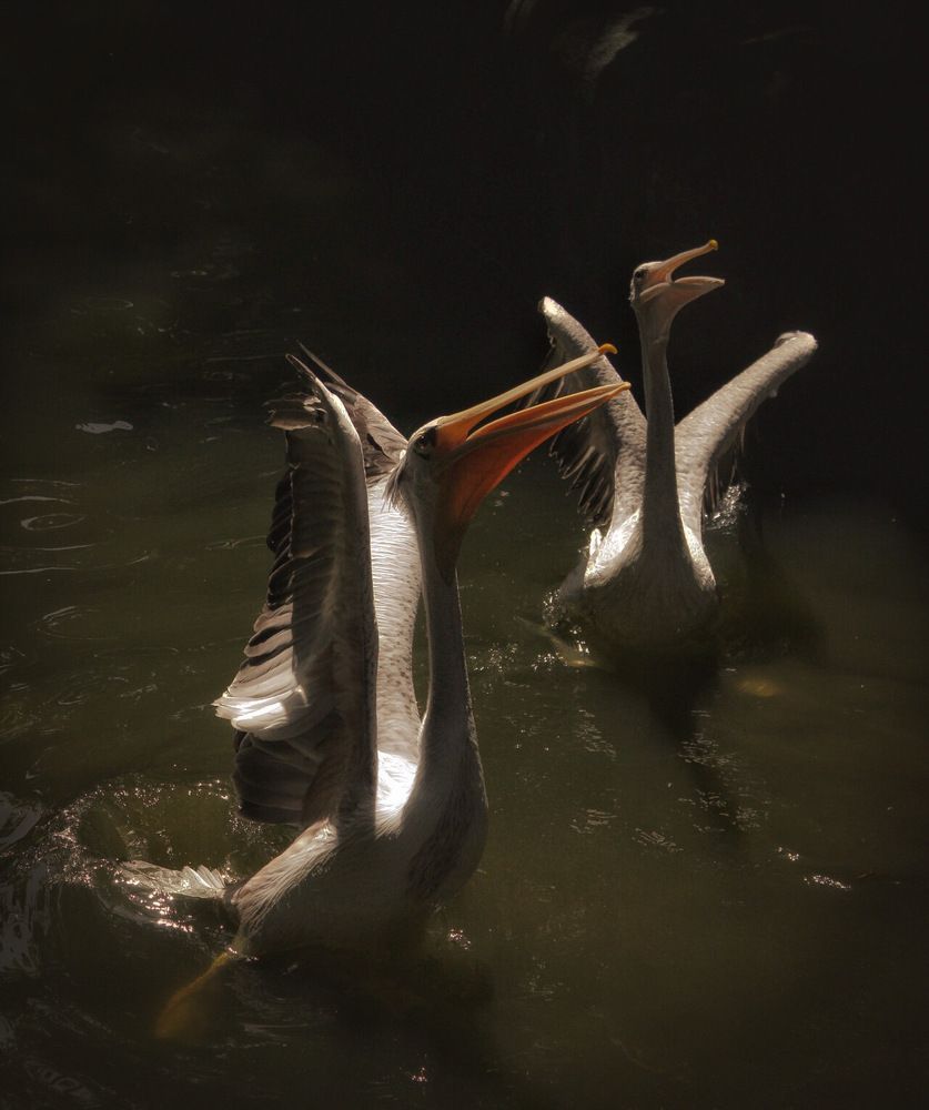 Photograph by Thayaalan Kumar