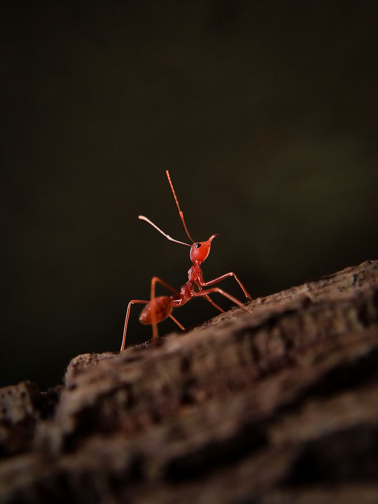 Photograph by Dhrubajyoti Bhattacharyya