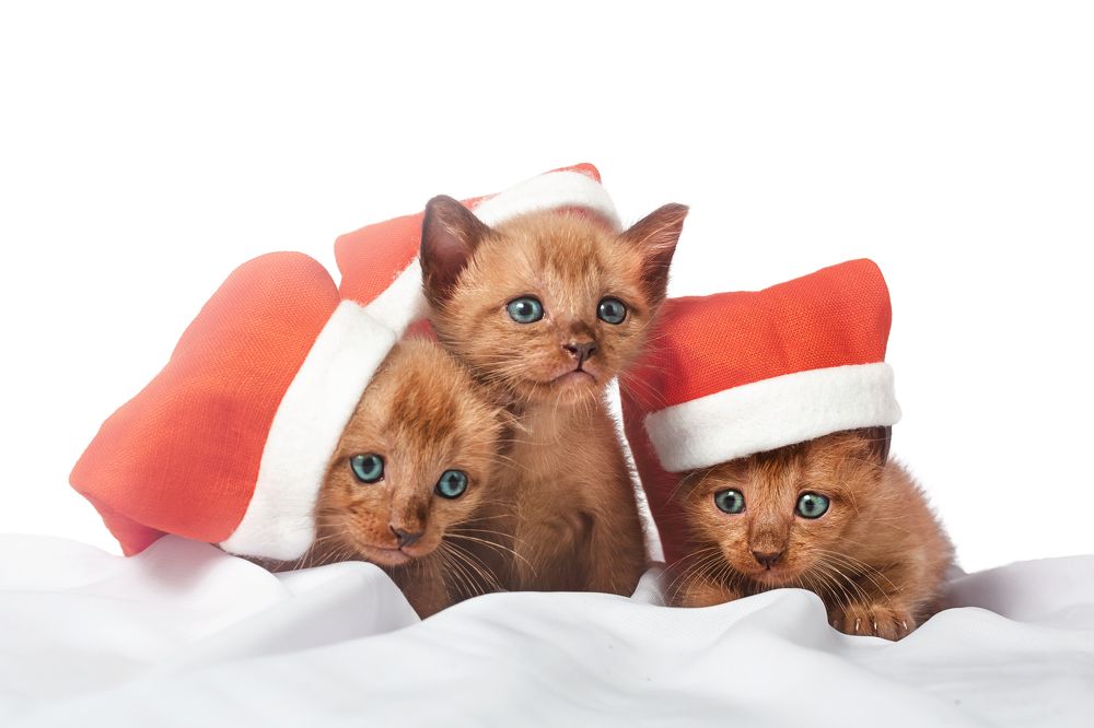 Photograph by Валерия Кузнецова