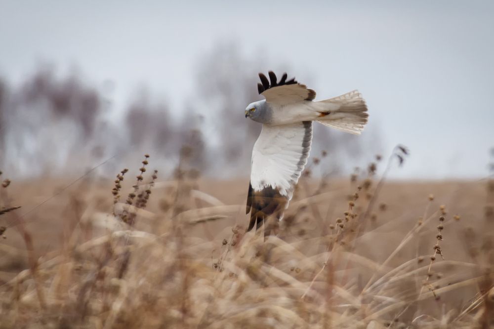 Полевой лунь.