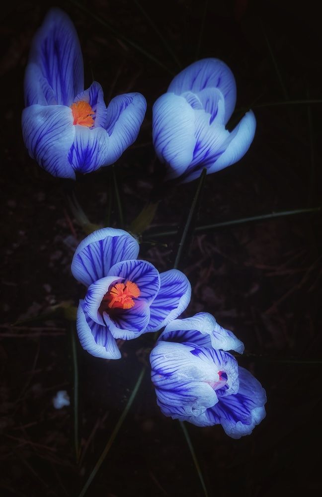 Photograph by Людмила Лукьяненко