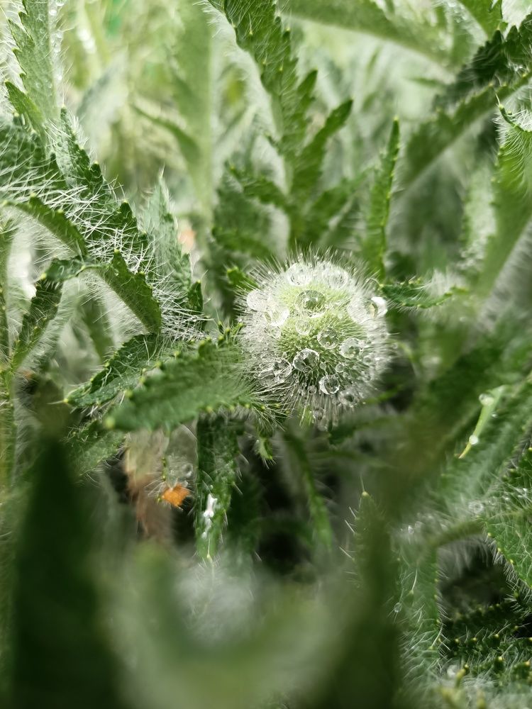 Photograph by Карина Дудатьева