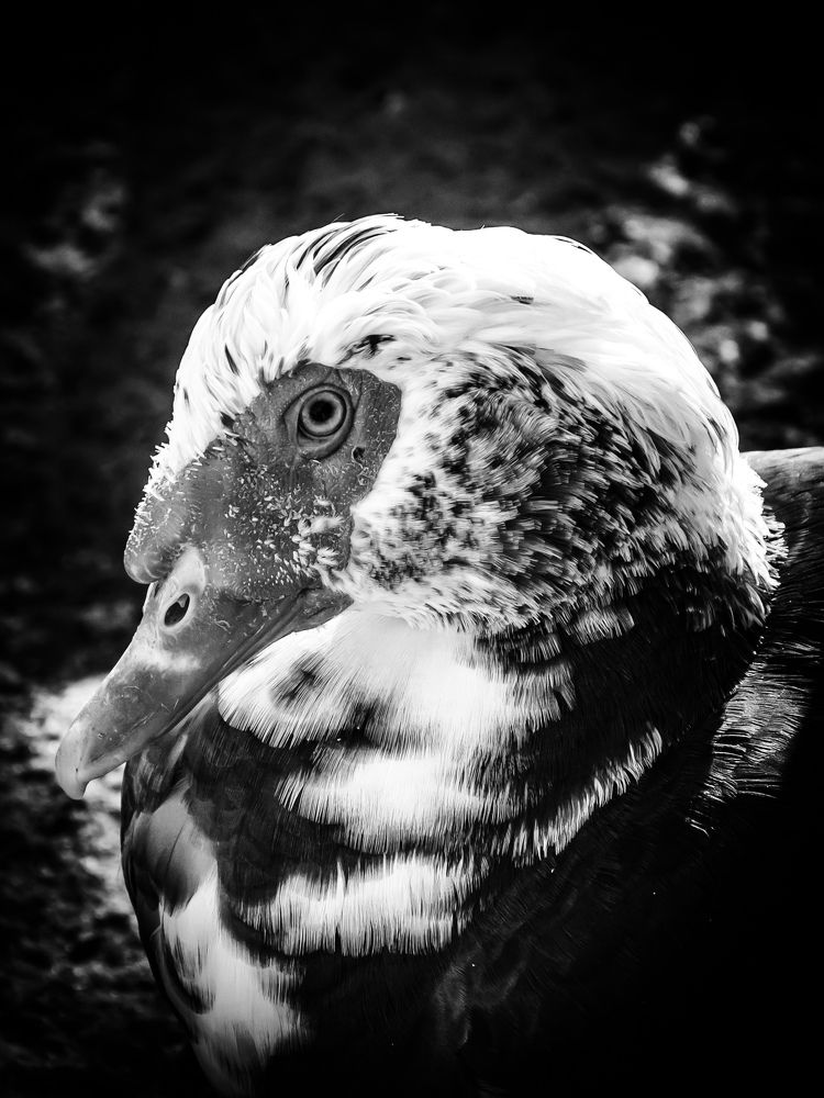 Photograph by Карина Дудатьева