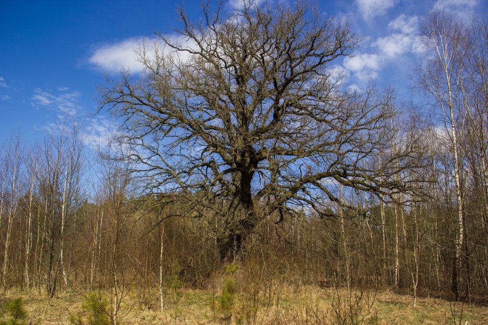 вековой дуб