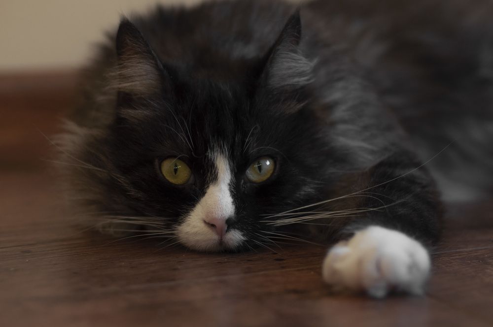 Photograph by Алёна Шматова