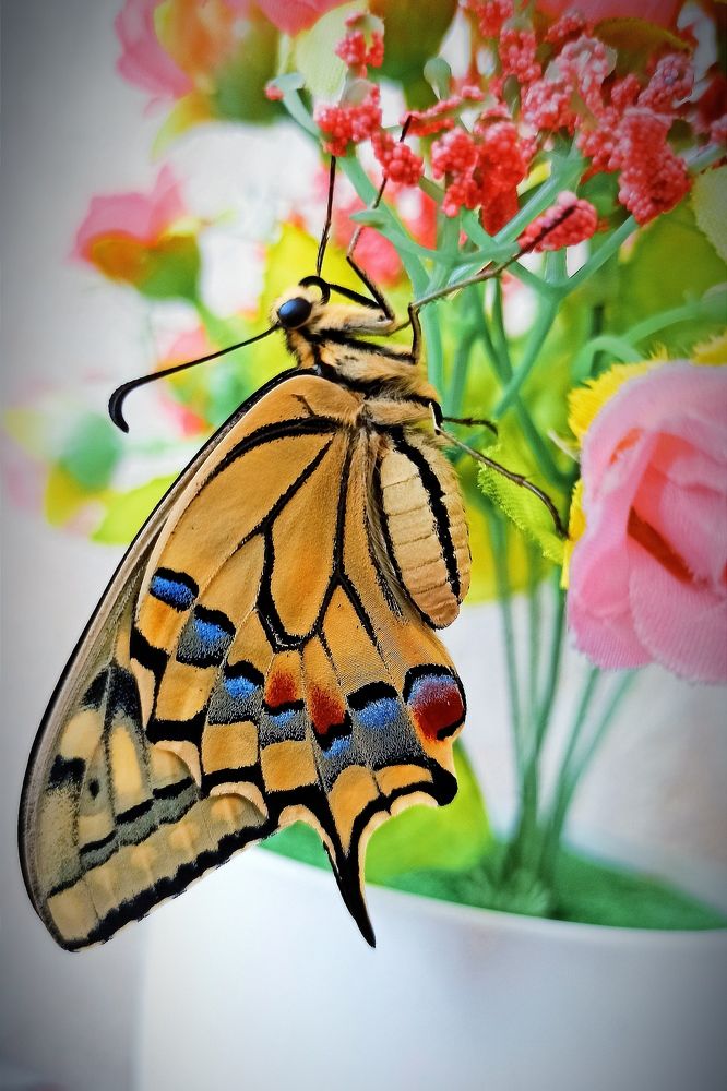 Маленькое чудо