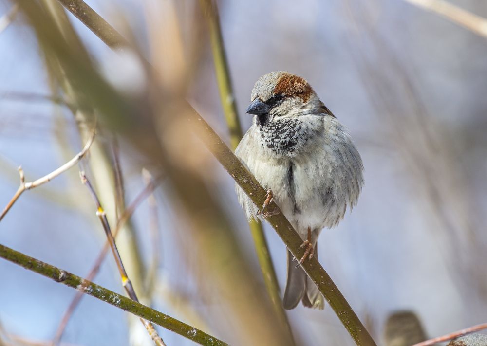 Фотография автора Марат Габидуллин