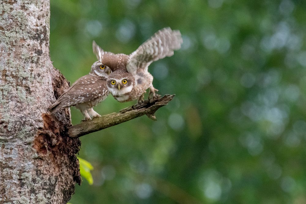 Spotted Owlet