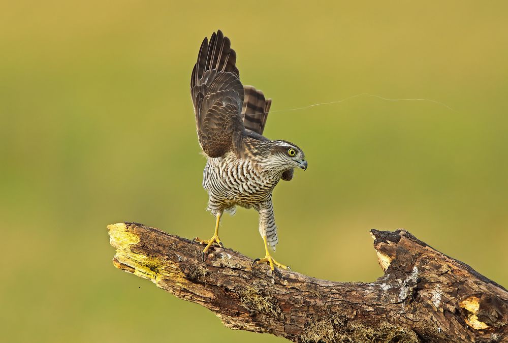 Фотография автора Александр Гусар