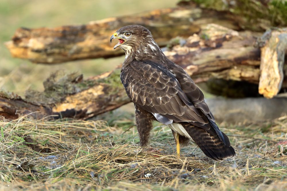 Фотография автора Александр Гусар
