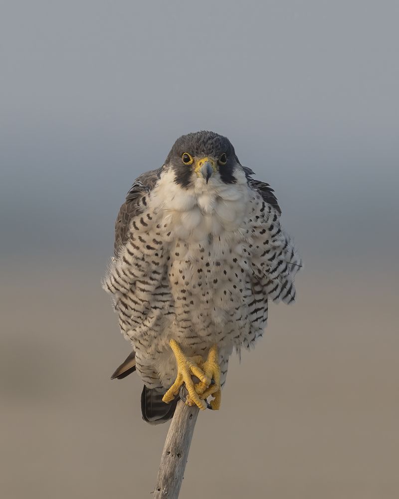 Photograph by Sushmeet Kathuria