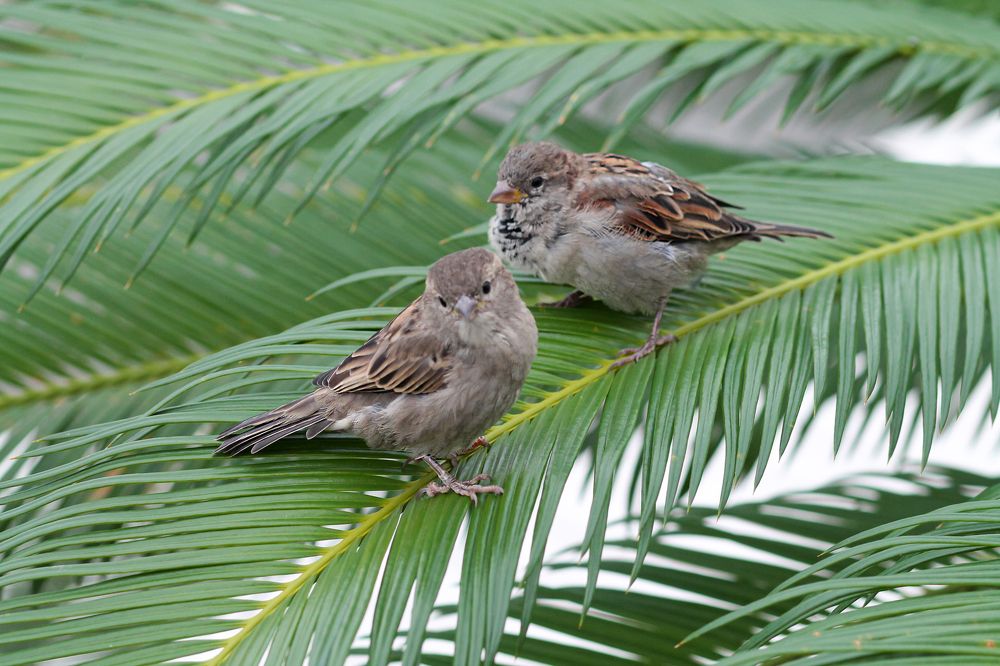 Photograph by Елена Лотник