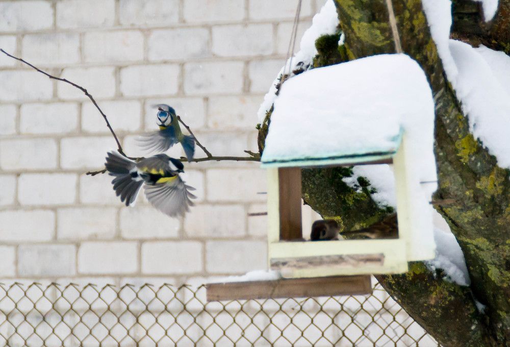 Фотография автора Юлия Кранина