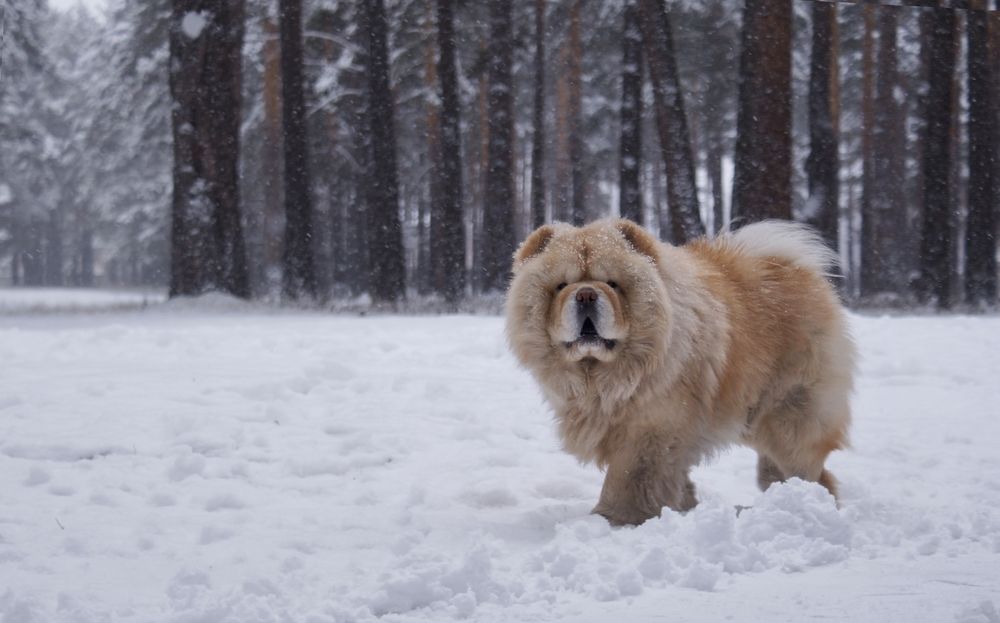 Photograph by Юрий Гау