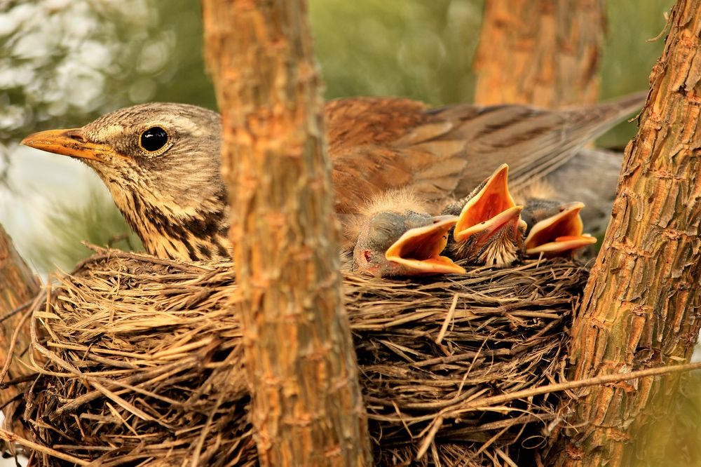 Photograph by федотов Алексей