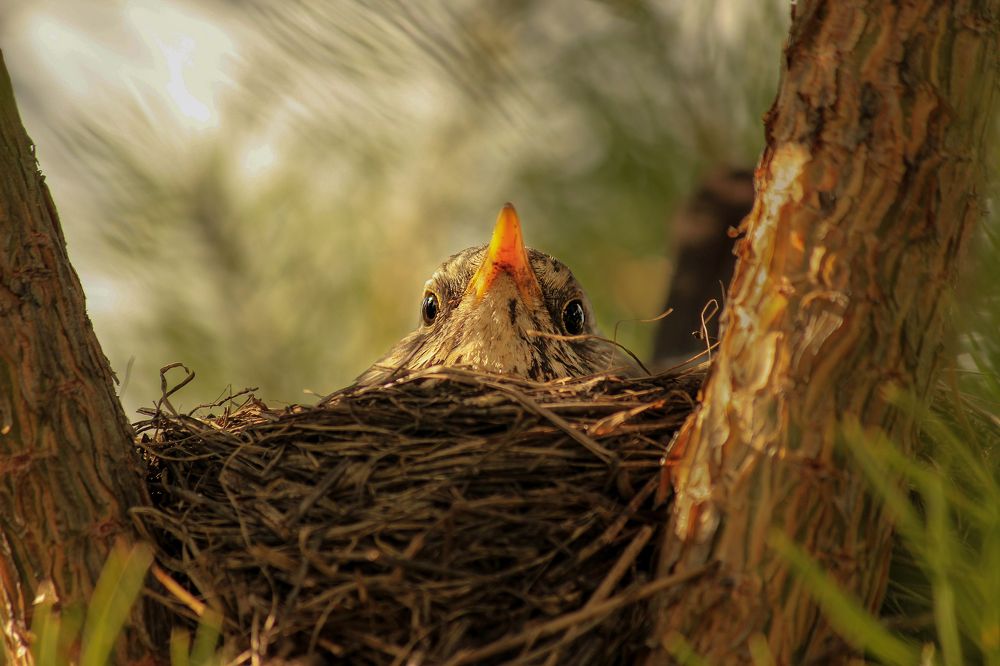 Photograph by федотов Алексей