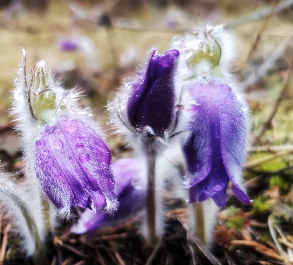 Прострел везде поспел..
