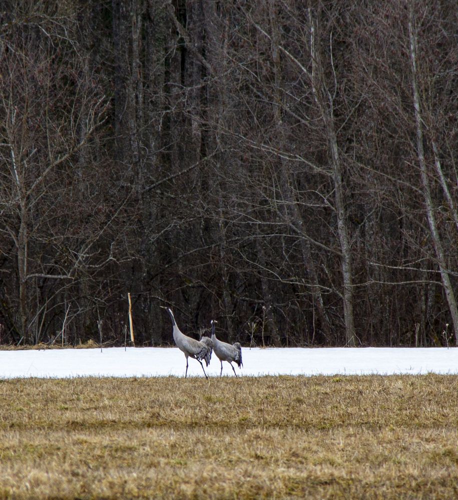 Photograph by Дмитрий Селицкий