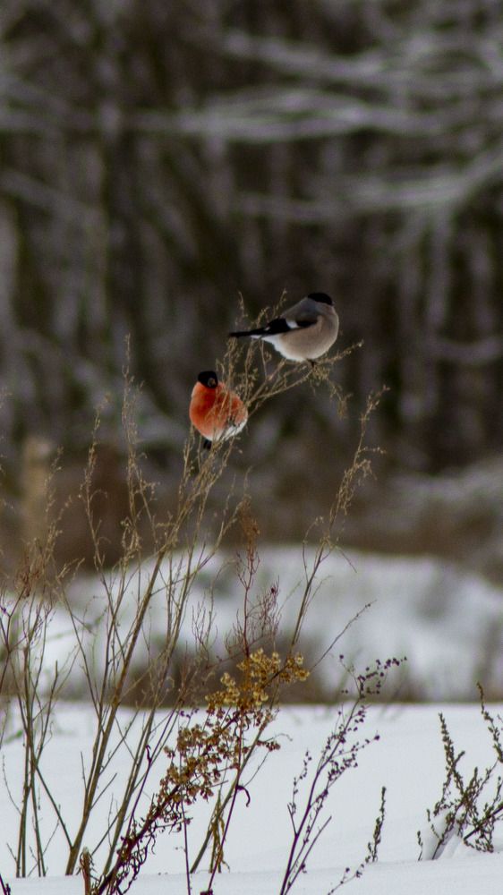 Photograph by Дмитрий Селицкий