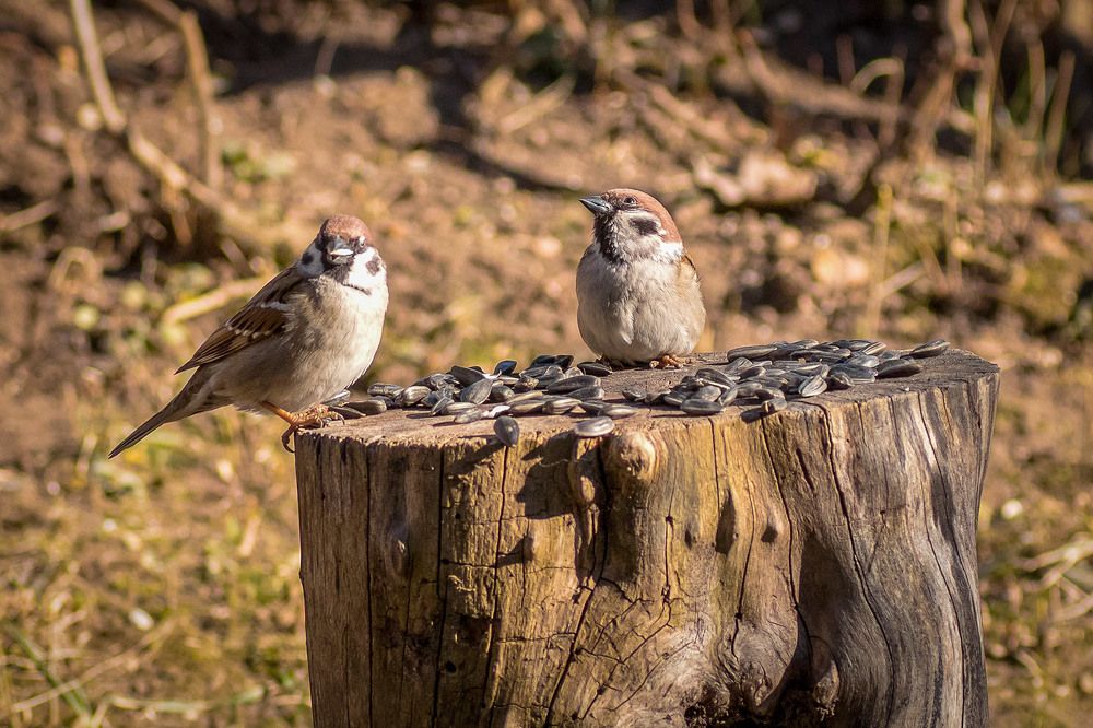 Photograph by Александр Войтко