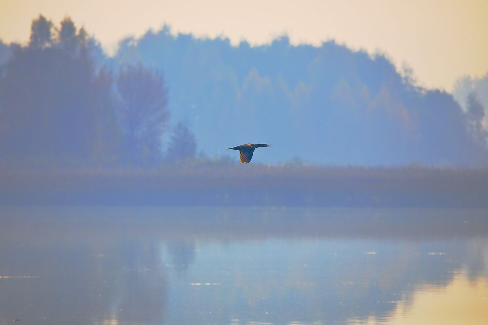 Photograph by Николай Протасеня