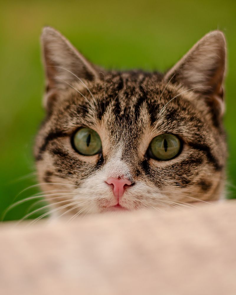 Фотография автора Mohammad Mohammadpour