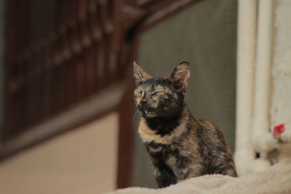 Photograph by Abdullah Tariq