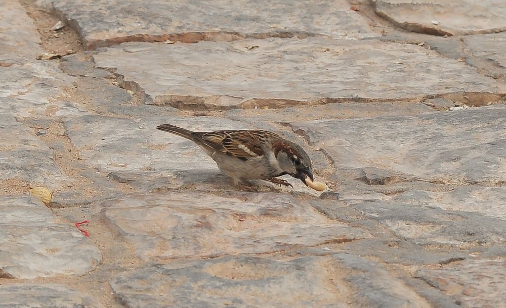 Photograph by Mohamed Kaouche