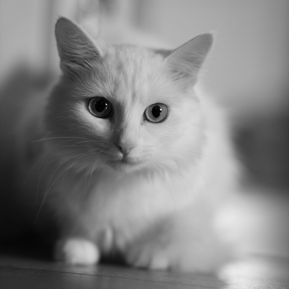 Photograph by Vera Vinogradova