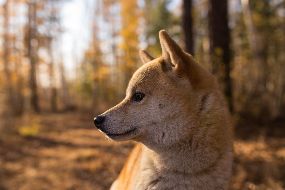 Осенний портрет