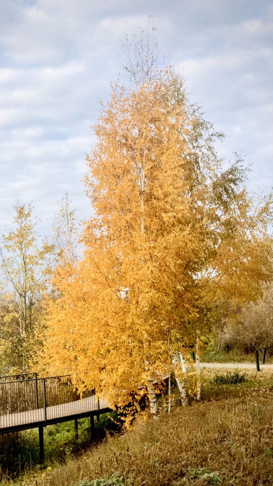 Фотография автора Ираида Гайфуллина