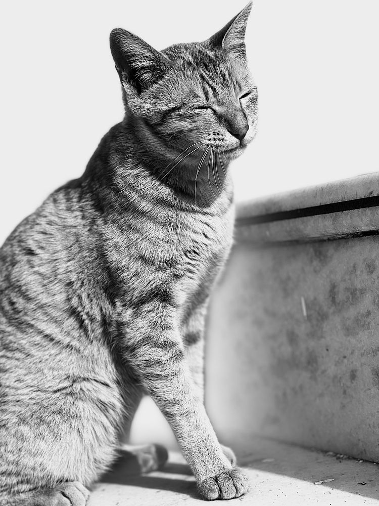 Photograph by Megha Sharma