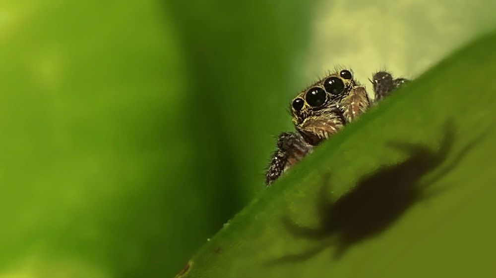 Jumping Spider