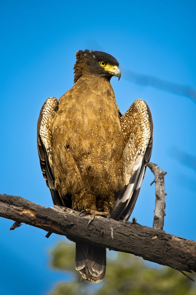 Crested serpent eagle