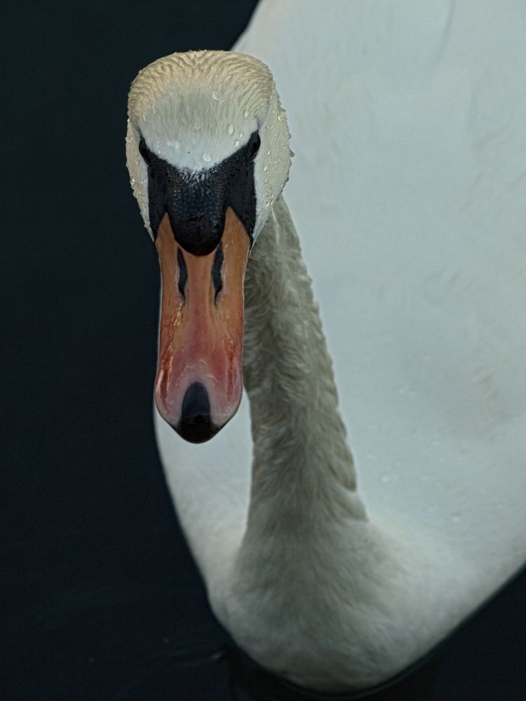 beautiful, swan, sea, betina, nature, croatia